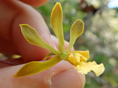 Encyclia gonzalezii