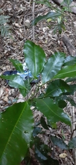 Fontainea australis