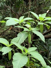 Brugmansia suaveolens