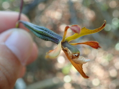 Encyclia gonzalezii