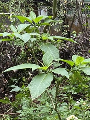 Brugmansia suaveolens