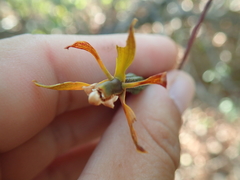Encyclia gonzalezii
