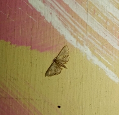 Idaea