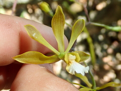 Encyclia gonzalezii