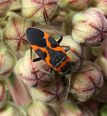 Lygaeus kalmii angustomarginatus