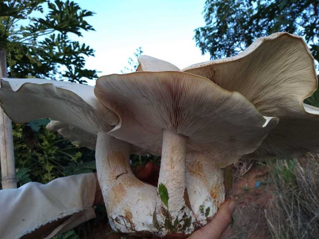 Macrocybe titans · May 2019 · photo: © carlosvidigal (iNaturalist, cc-by-sa)