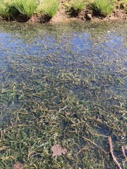 Potamogeton crispus