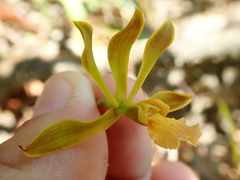 Encyclia gonzalezii