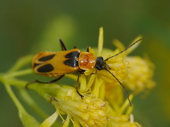 Chauliognathus omissus