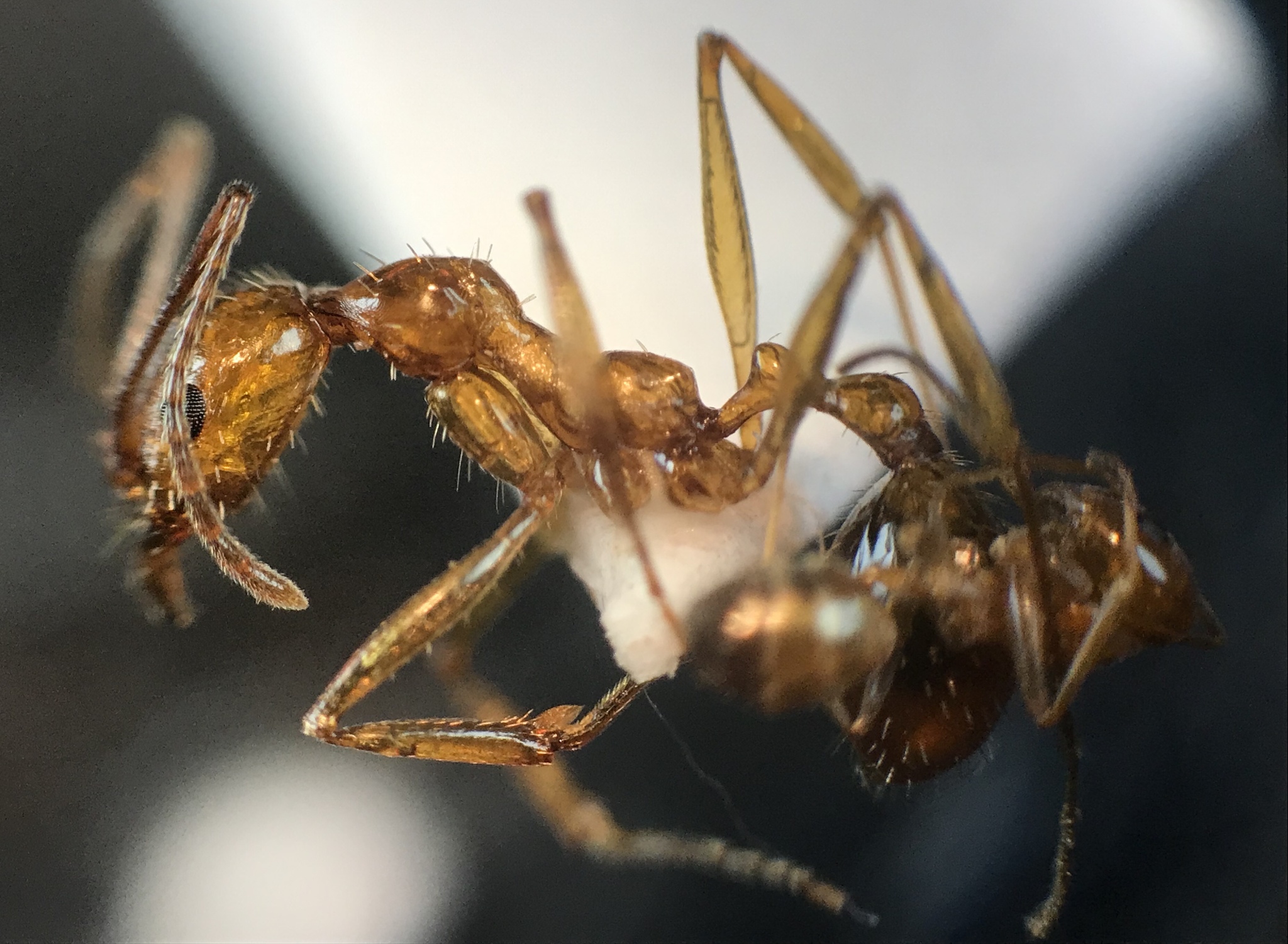Aphaenogaster floridana