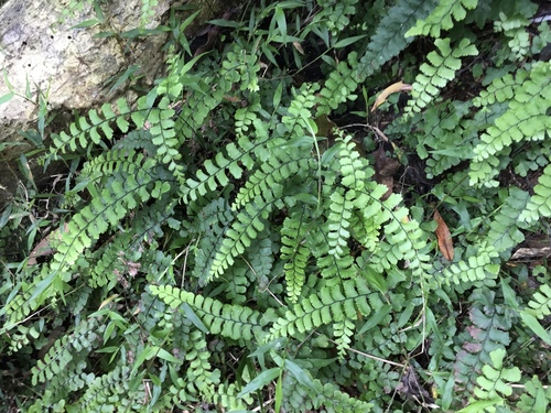 Adiantum diaphanum iNat (2)