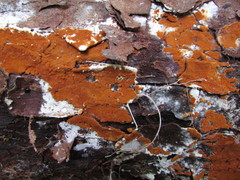 Botryobasidium simile