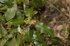 Dodonaea viscosa burmanniana
