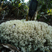 Cladonia crispatula - Photo (c) Carlos Vidigal, some rights reserved (CC BY-NC), uploaded by Carlos Vidigal