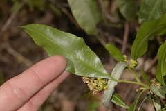 Dodonaea viscosa burmanniana