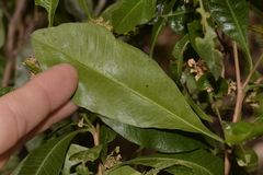 Dodonaea viscosa burmanniana