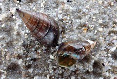 Phasianotrochus bellulus