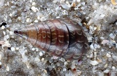 Phasianotrochus bellulus