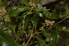 Dodonaea viscosa burmanniana