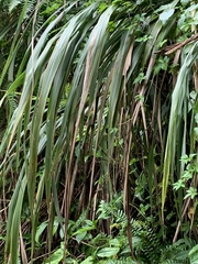 Poaceae