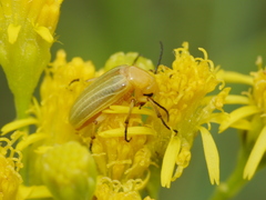 Zonitis dunniana
