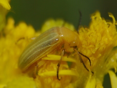 Zonitis dunniana