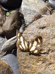 Baeotis zonata zonata