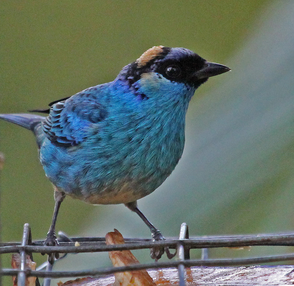 Golden-naped Tanager (Chalcothraupis ruficervix) photo