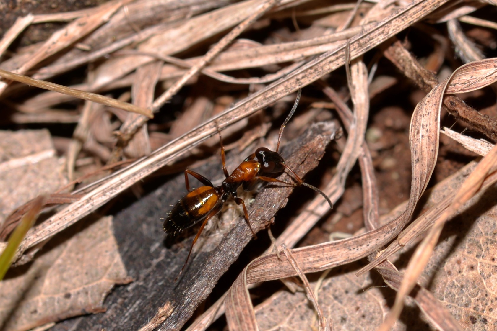Opisthopsis picta
