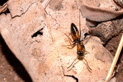 Opisthopsis picta