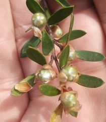 Leptospermum grandifolium
