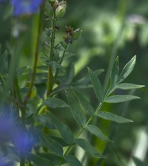 Polemonium occidentale