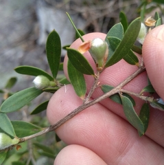 Leptospermum grandifolium