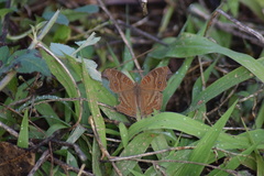 Junonia goudotii