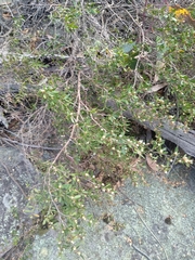 Leptospermum grandifolium