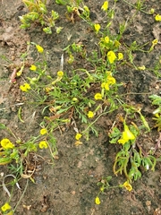 Goodenia pusilliflora
