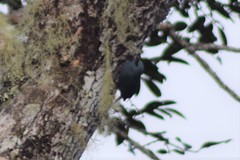 Hypositta corallirostris