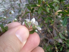 Leptospermum grandifolium