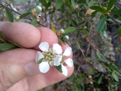 Leptospermum grandifolium