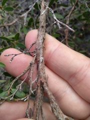 Leptospermum grandifolium