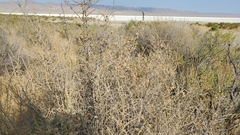 Atriplex spinifera