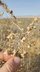Atriplex spinifera