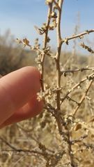 Atriplex spinifera