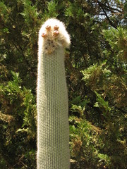 Cephalocereus senilis