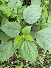 Boehmeria nivea