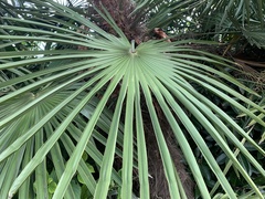 Trachycarpus fortunei