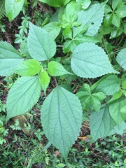 Boehmeria nivea