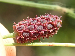 Eryngium ebracteatum