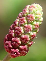 Eryngium ebracteatum
