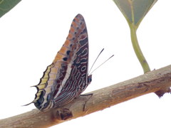 Charaxes epijasius